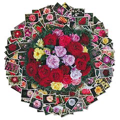 Rosen-Collage Heilige Elisabeth Rosen-Collage Heilige Elisabeth