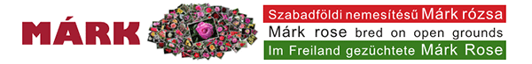 Nur Rosen mit dieser Banderole Nur Rosen mit dieser Banderole