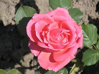 Bild: Edelrose Csobánc Bild: Edelrose Csobánc