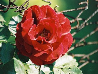 Bild: Kletterrose Futótüz (Wildfire) Bild: Kletterrose Futótüz (Wildfire)