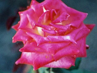 Bild: Edelrose Liszka Jenö emléke Bild: Edelrose Liszka Jenö emléke