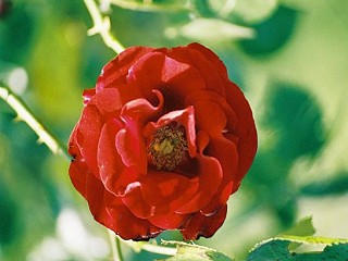 Bild: Strauchrose Magyarkanizsa Bild: Strauchrose Magyarkanizsa