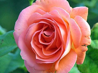 Bild: Kletterrose Marosvécs Bild: Kletterrose Marosvécs