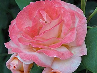 Bild: Kletterrose Rozália Bild: Kletterrose Rozália